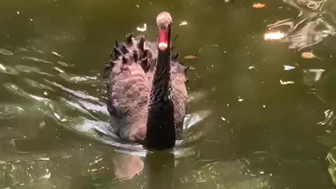 Leisurely black swan