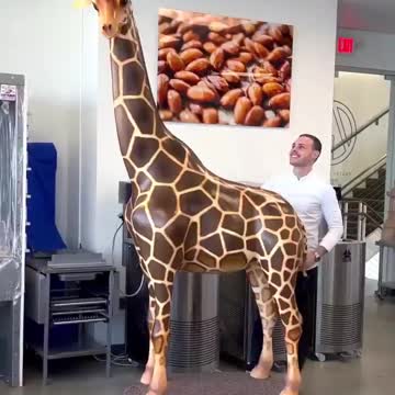 2.52 meter chocolate giraffe!