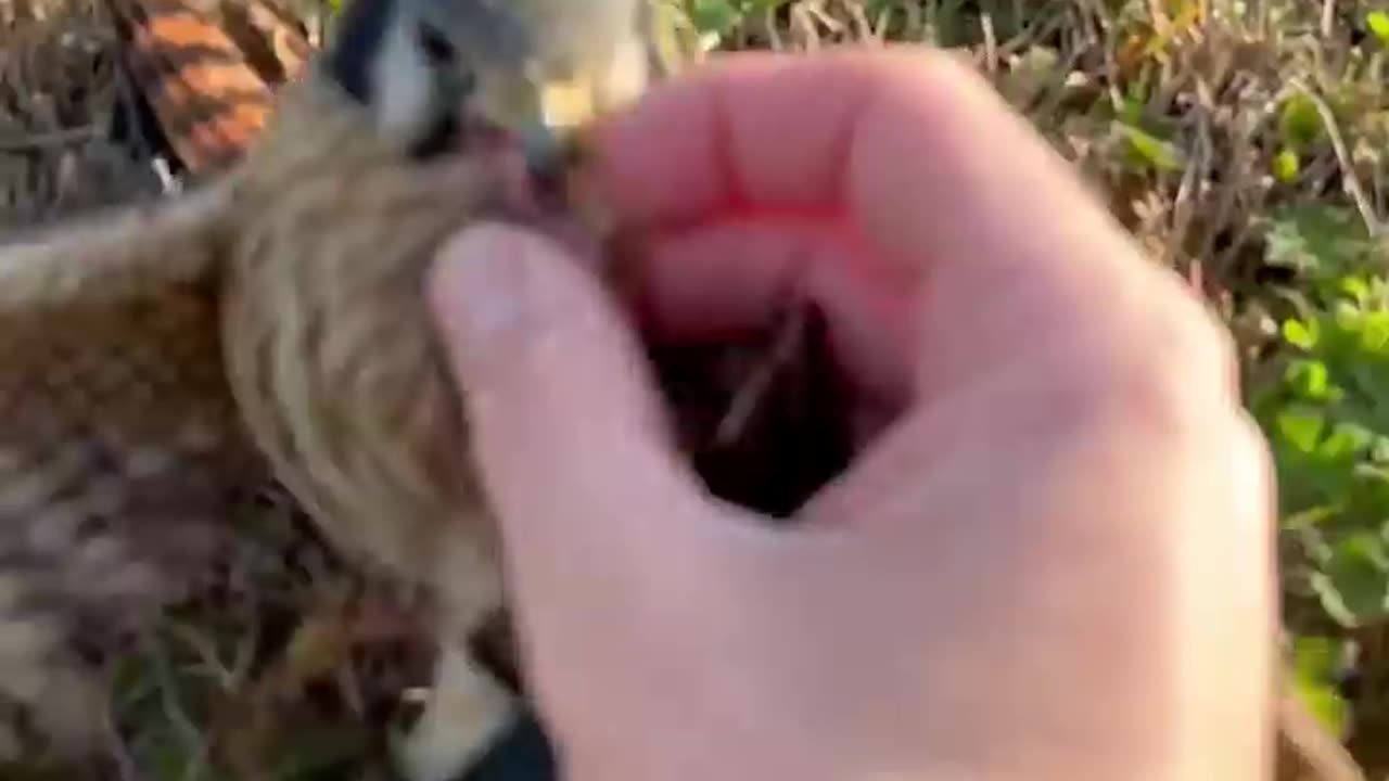 Our most viral video yet. Churro had a good grip on this starling’s neck and it had her by the beak!