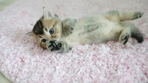 A mother cat who is too conscious of the camera and a laid-back kitten