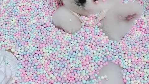 A very cute little pet