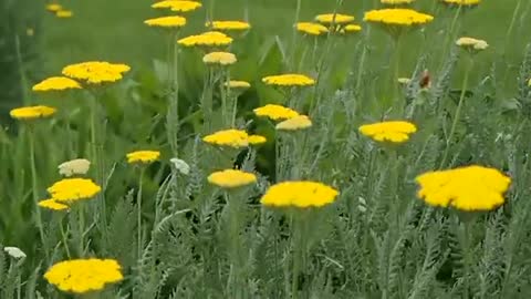 Yellow Flowers Stock Video