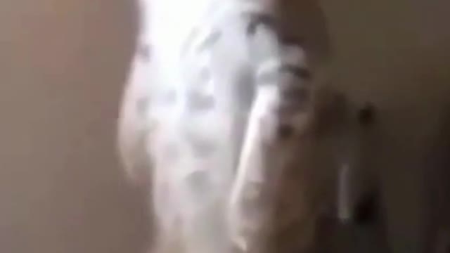 Funny Cat Standing Upright, Captivated by Something Interesting #shorts