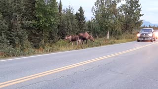 Mother and Her Calf Near Earthquake Park