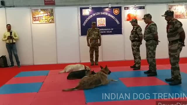 CISF demonstration of Dog Squad. Dog training. Indian army dogs trending video❤🙏🙏❤