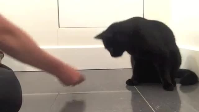 Fist Bump For Your cat