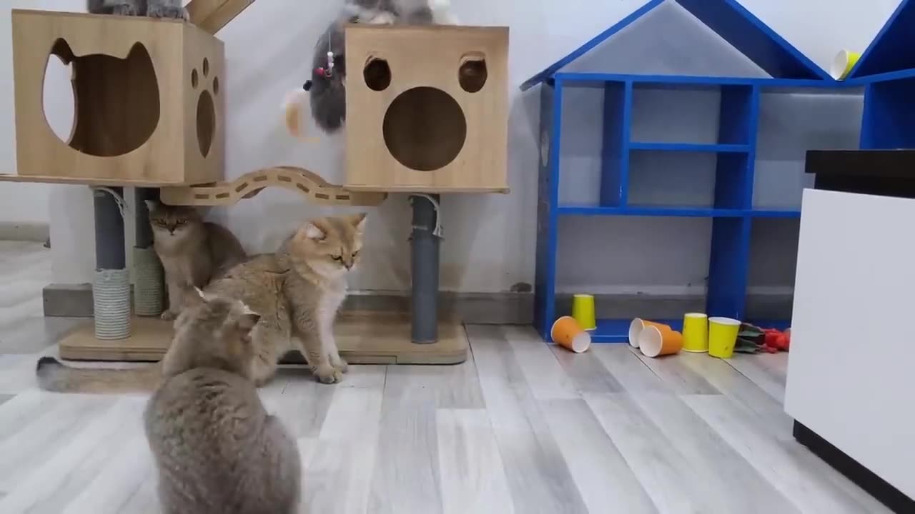 Cat & Animal New Funny Video