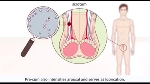 How male orgasm work