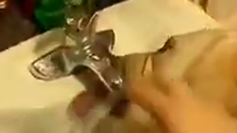 Funny CATS N DOGS