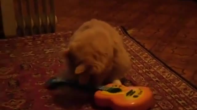 My cat is playing on the guitar!!!!Nanna bekku giṭār nuḍisuttide