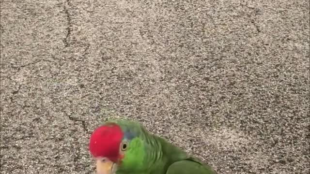 A Boy, a Bird and a Bike