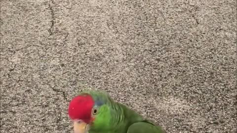 A Boy, a Bird and a Bike