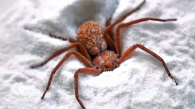 Haha this spider is so funny when it buries itself in the sand