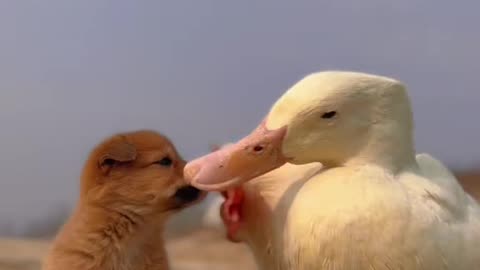 cute dog and duck enjoy