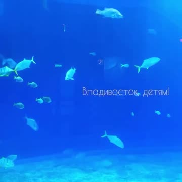 Cool aquarium