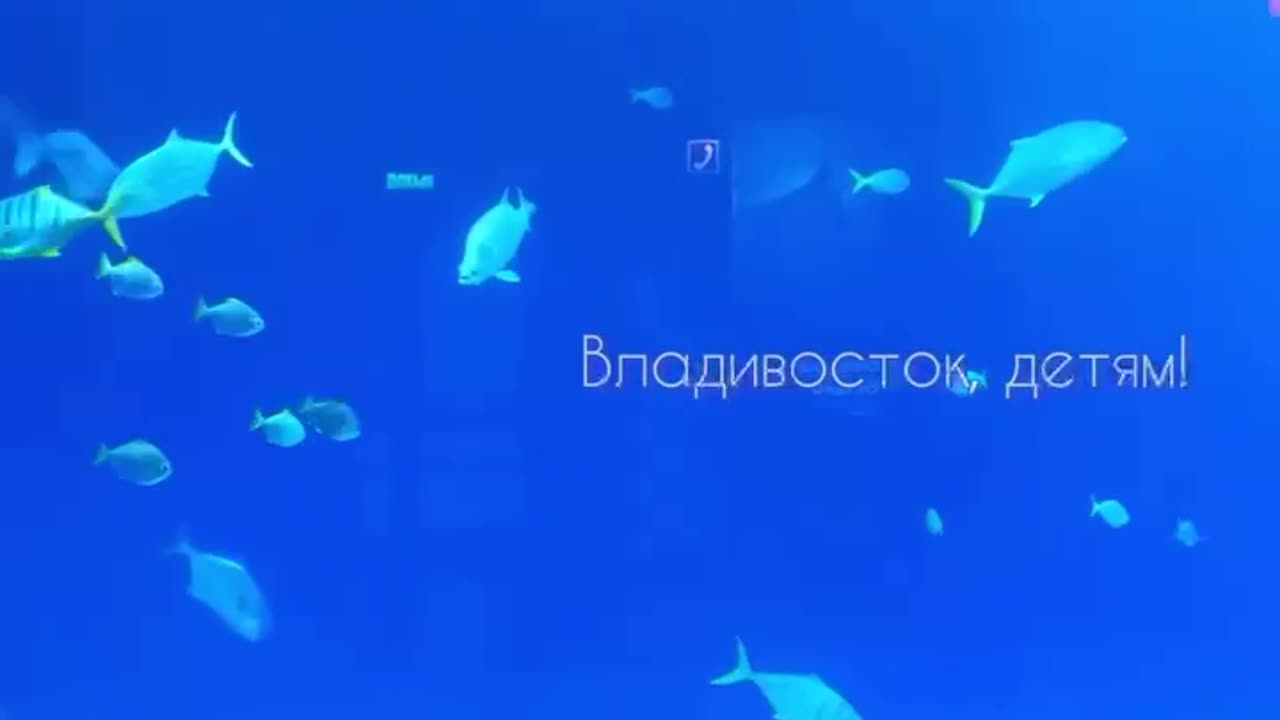 Cool aquarium