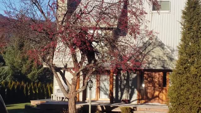 November Bear in a Crab Apple Tree