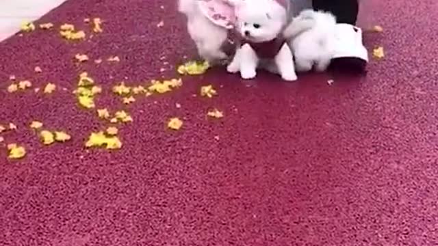 Cute dog playing on the street of life