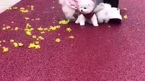 Cute dog playing on the street of life