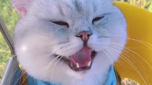 Cat video Playing cute cat video-funny cat video