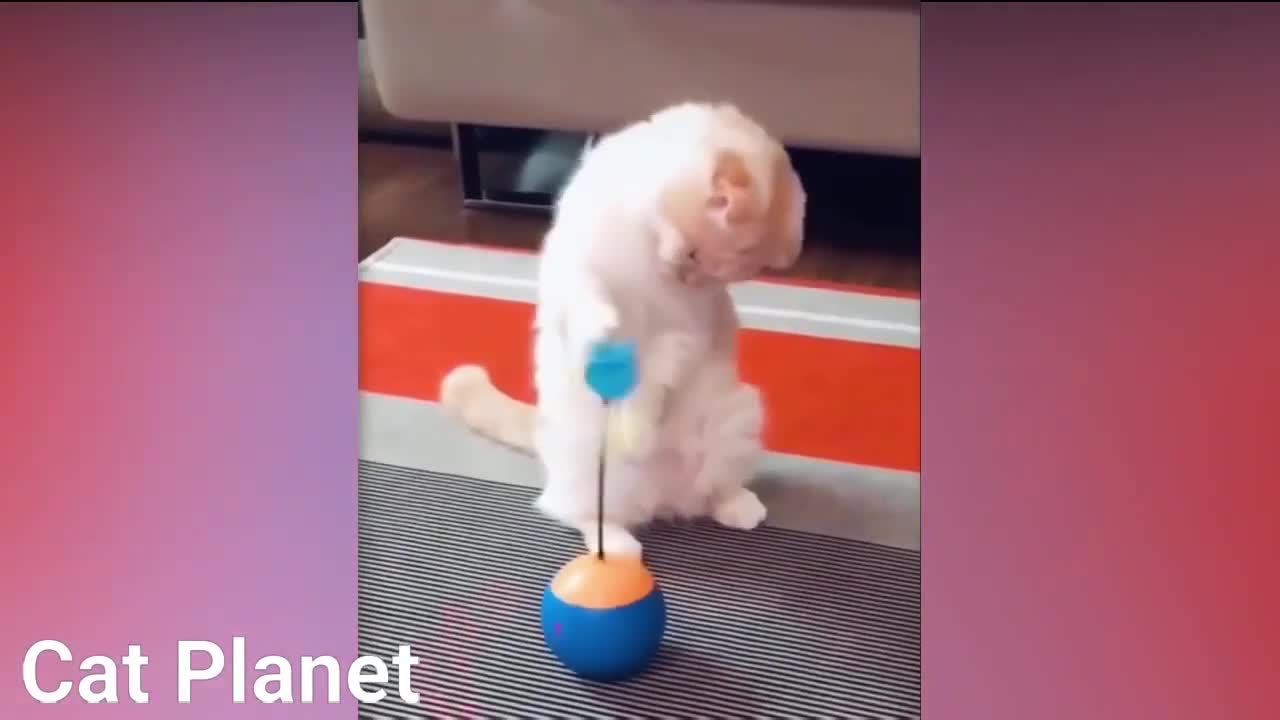 The best compilation of funny cats videos in 2020