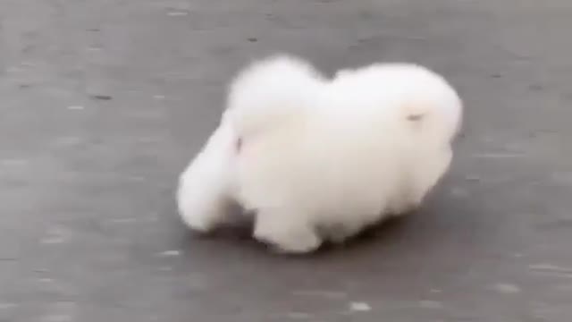 Such a cute dog 🐕