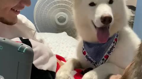 Dog Hears Dad's Voice on Video Call