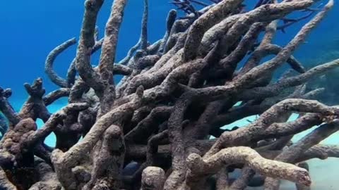Coral has its own pride, the sea needs your beauty.