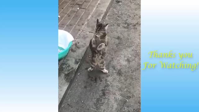 Funny Animal And Cute Pet Ep#2