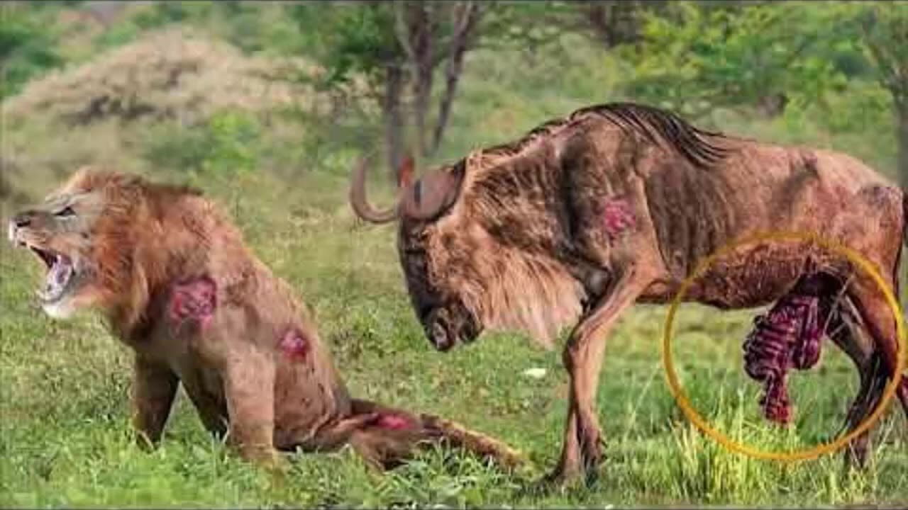 Unbelievable.. The Brave Wildebeest Takes Down The Adult Lion And Leopard, To Fail Miserably Of Lion