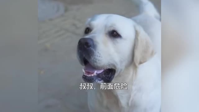 Dog care of men