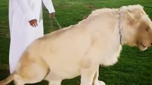 Dubai King Sheikh Nawab With White Tiger And White Lion