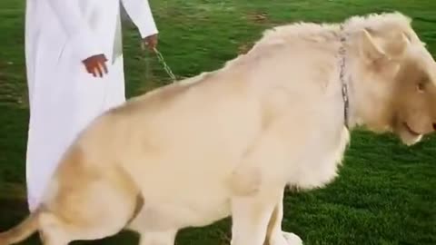 Dubai King Sheikh Nawab With White Tiger And White Lion