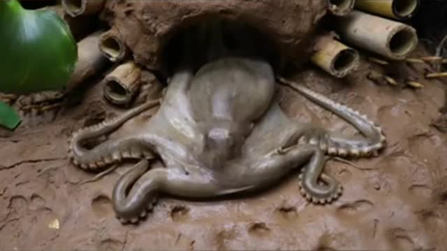 Octopus trapped