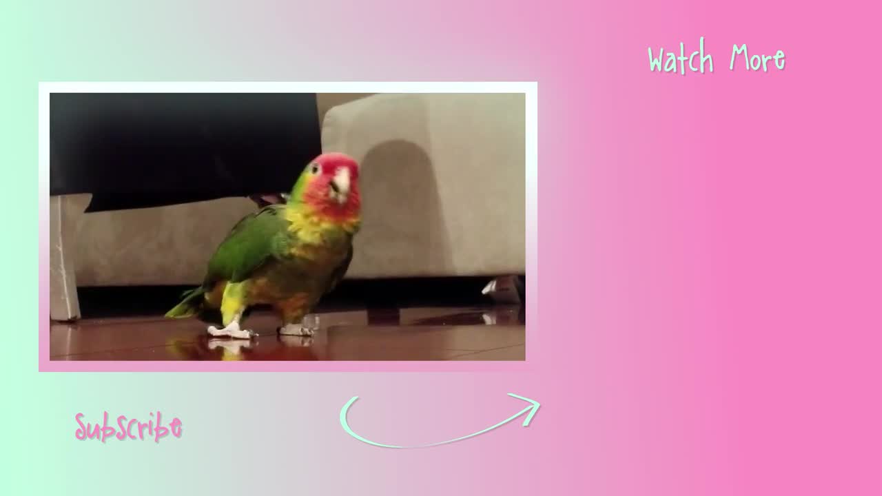 10 People who should NEVER Get a Parrot, Are You one of Them_