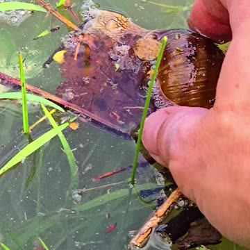 Snail fished out of the water with a branch / Beautiful snail fished out of the water.