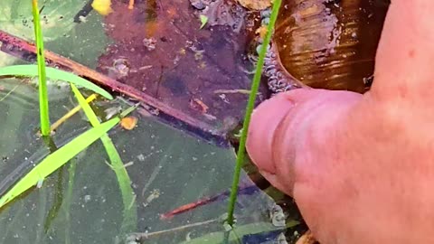 Snail fished out of the water with a branch / Beautiful snail fished out of the water.