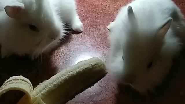 Rabbit eating a banana