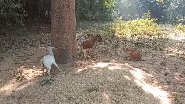 Dog and goat playing in garden #shorts #animalslovers #petlovers