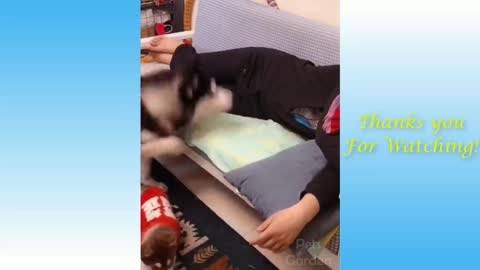Funny animal video with pets and dog