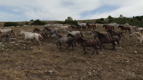 Aerial fpv drone shot of a herd of wild horses running on a green spring field at the sunset