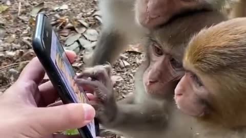 monkey funny video