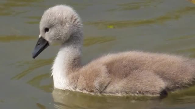 Baby Swan (Cygnet)