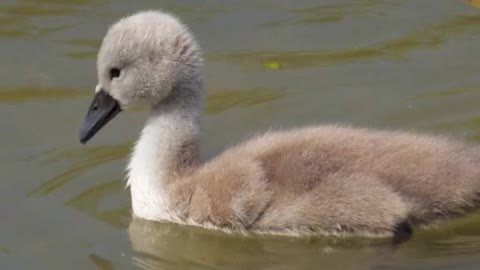 Baby Swan (Cygnet)