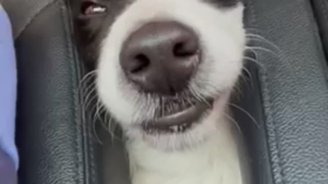 How Border Collies Ride the Car