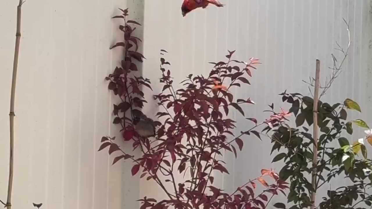 Perfect example of parenthood from cardinals trying to care for their little one.