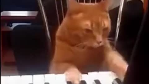 cat playing piano