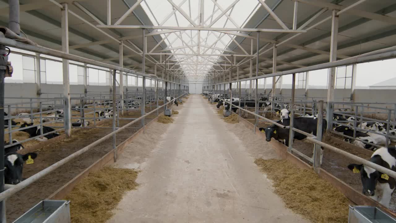 Tracking shot of dairy farm facility with herd of cows in feedlots and no people