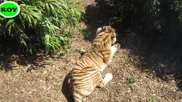 Watch their video of Royal Bengal Tiger, the national animal of Bangladesh