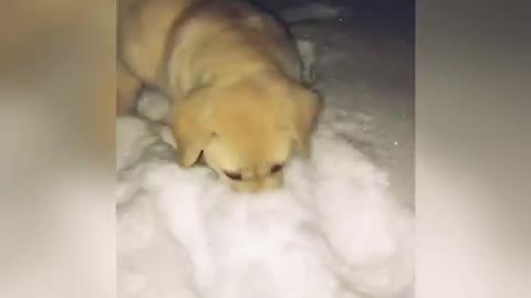 Small tan puppy runs in the snow